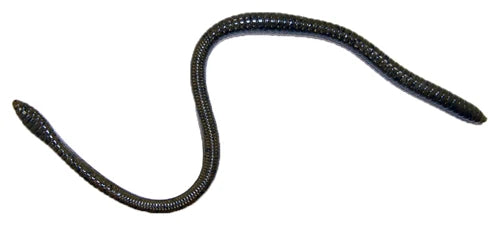 Gambler ER16 16 inch Soft Plastic Worm